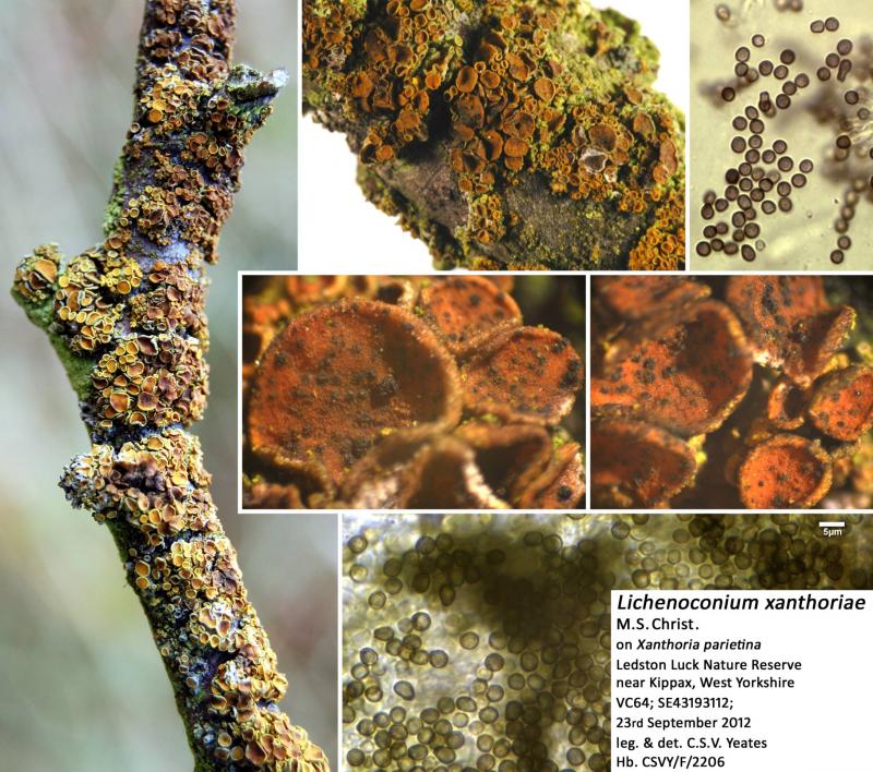 macrostoma