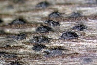 macrostoma