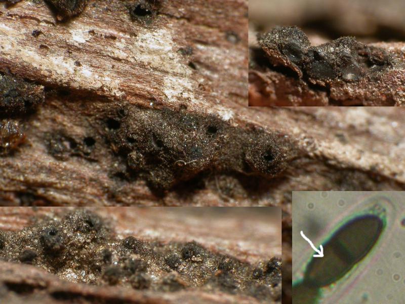 macrostoma
