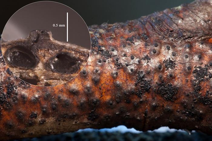 macrostoma