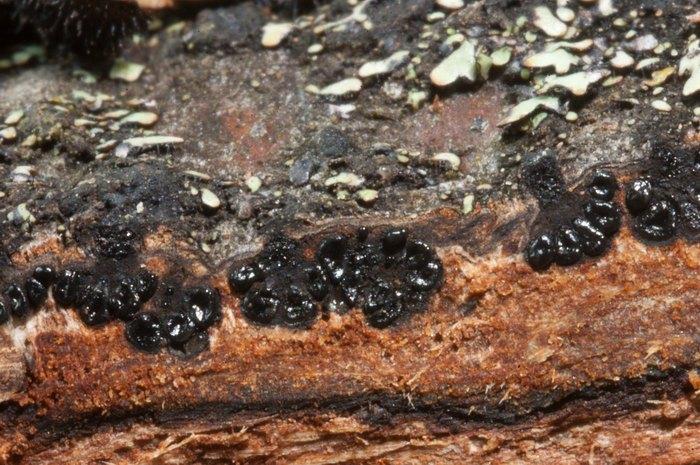 macrostoma
