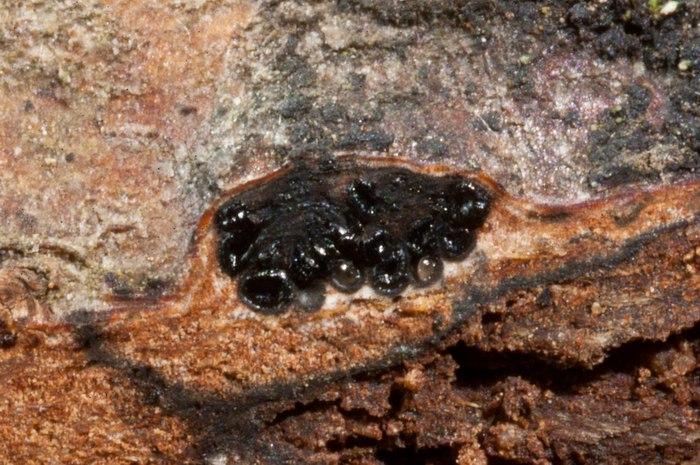 macrostoma