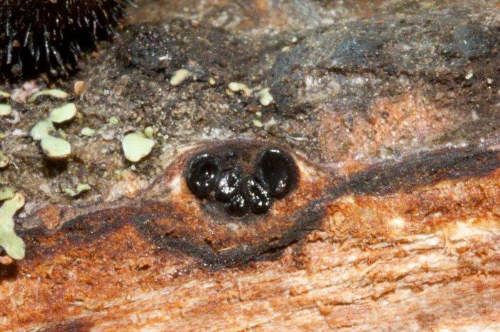 macrostoma