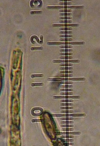 macrostoma