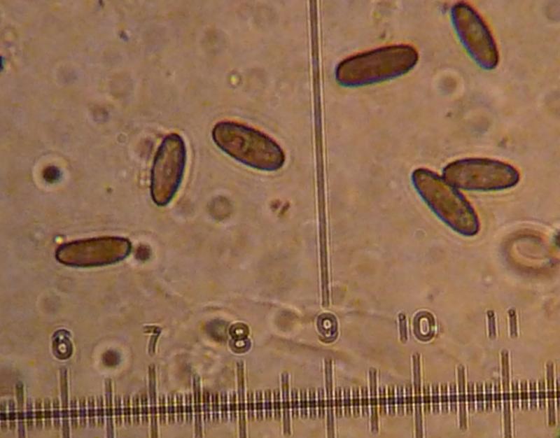 macrostoma