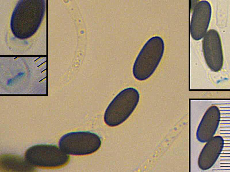 macrostoma