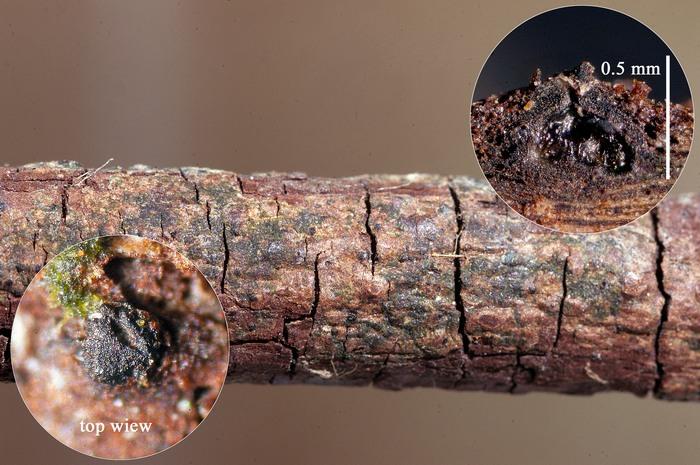 macrostoma