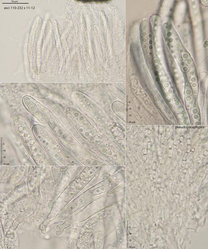 macrostoma