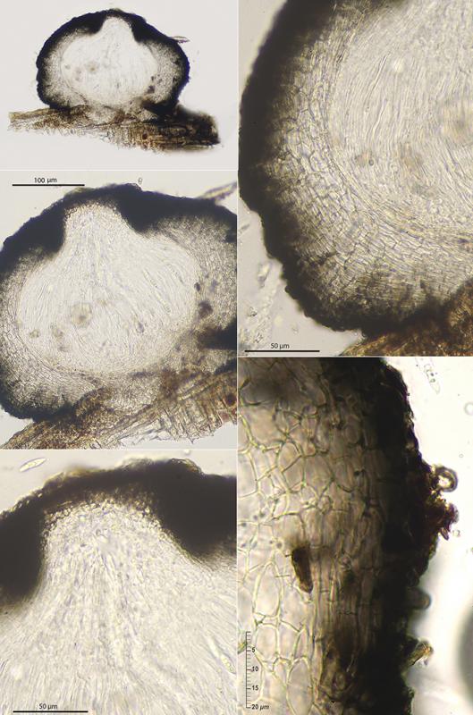 macrostoma