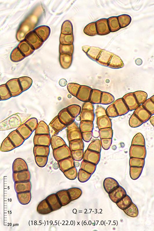 macrostoma