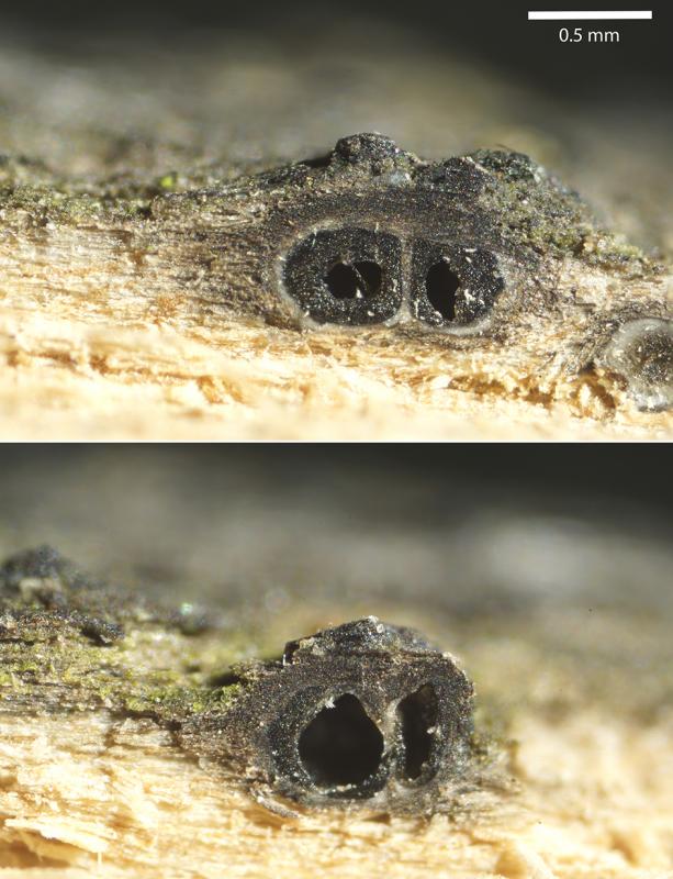 macrostoma