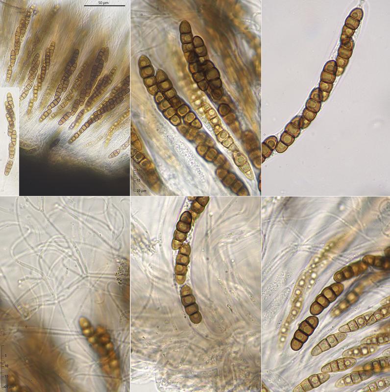 macrostoma