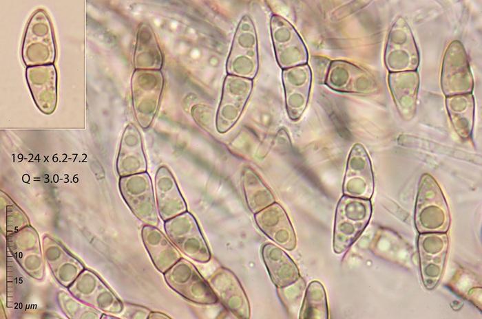 macrostoma