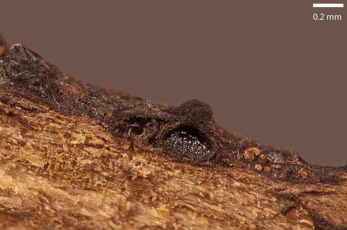 macrostoma