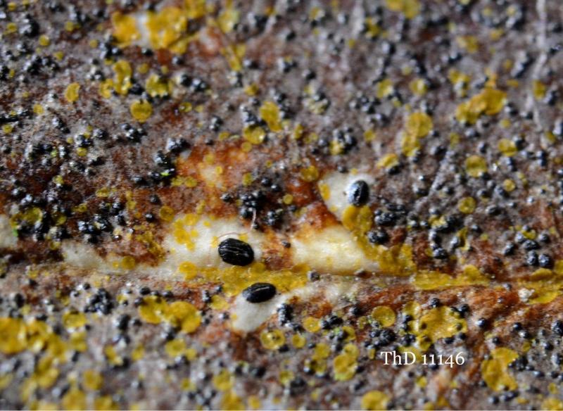 macrostoma