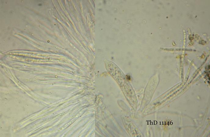 macrostoma