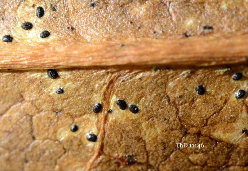 macrostoma