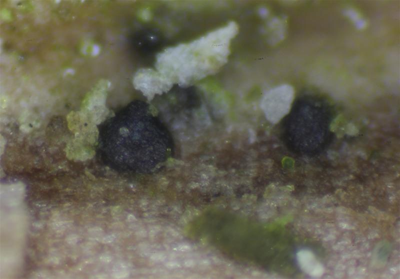 macrostoma