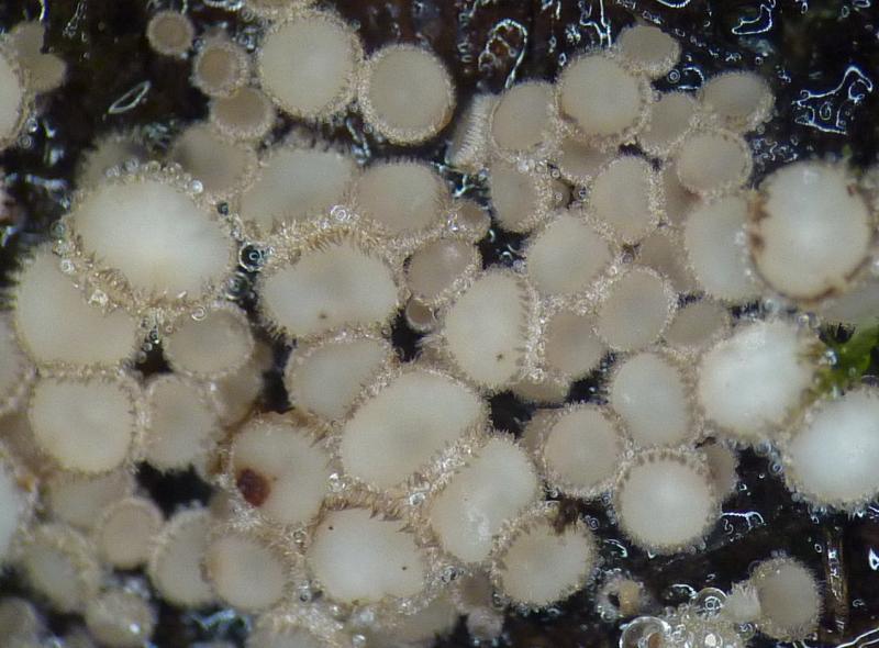 macrostoma