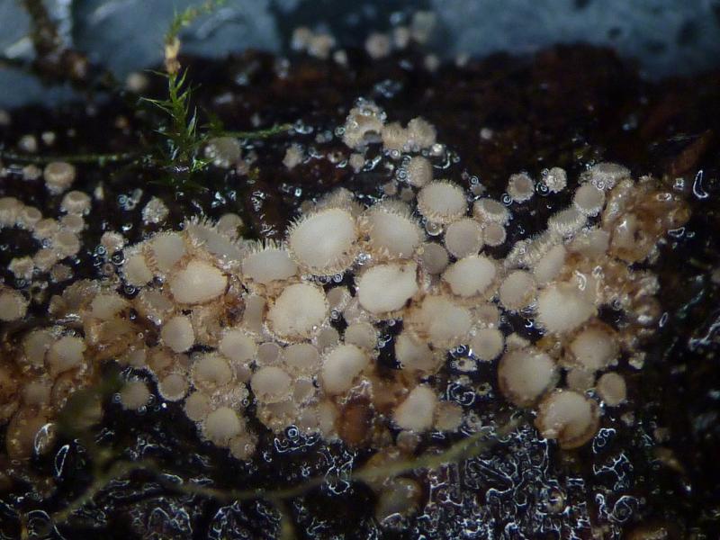 macrostoma