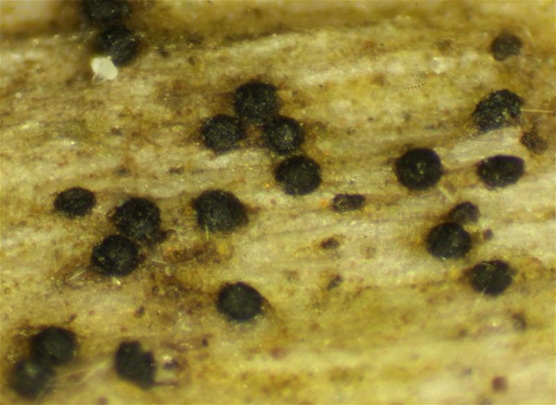 macrostoma