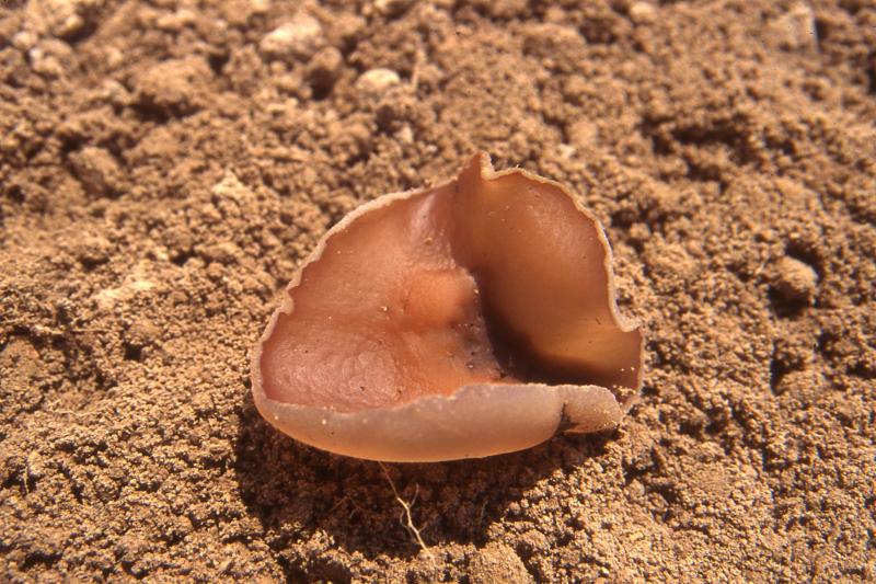 macrostoma