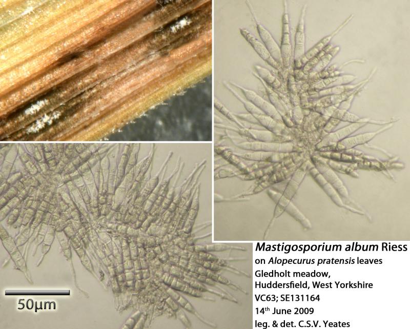 macrostoma