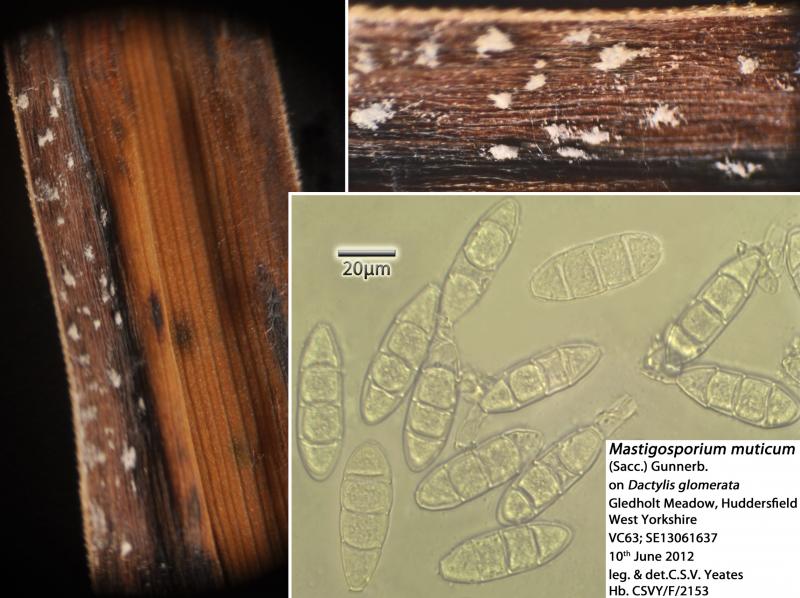 macrostoma