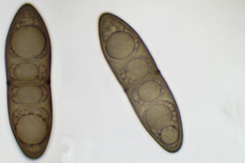 macrostoma