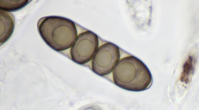 macrostoma