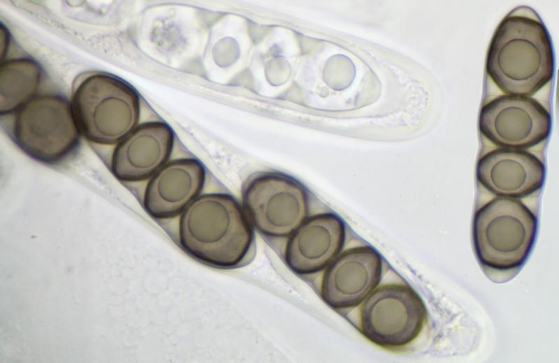macrostoma