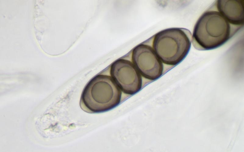 macrostoma