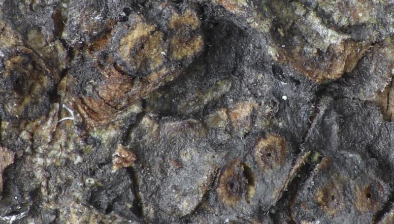 macrostoma