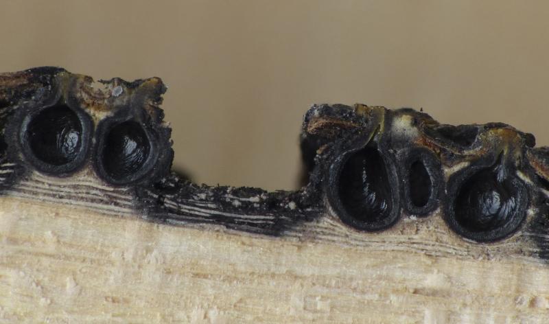 macrostoma