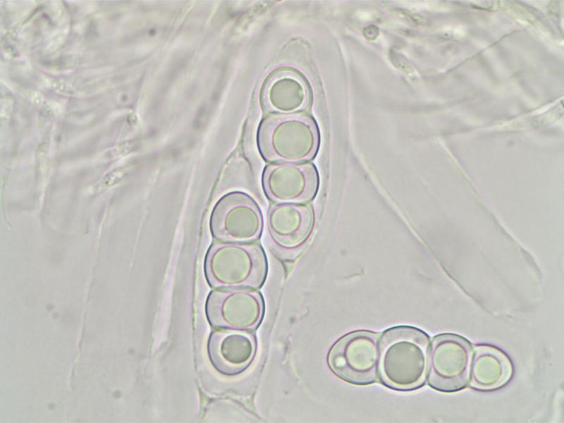 macrostoma