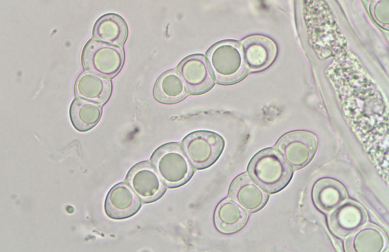 macrostoma