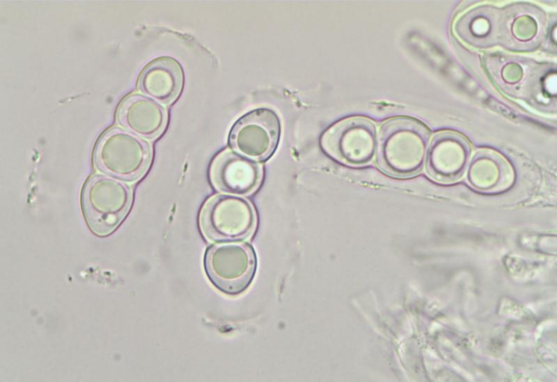 macrostoma