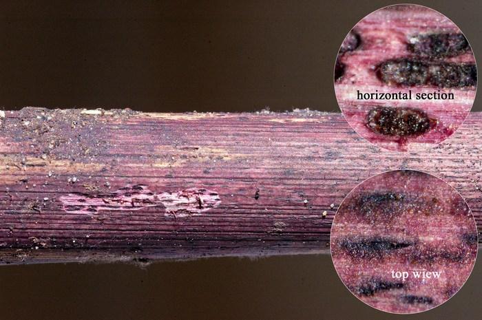 macrostoma