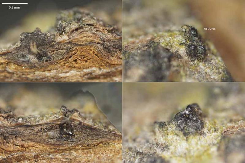 macrostoma