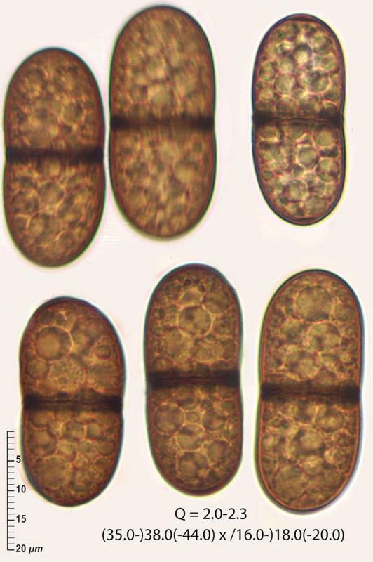 macrostoma
