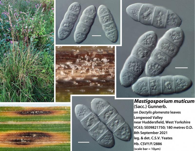 macrostoma