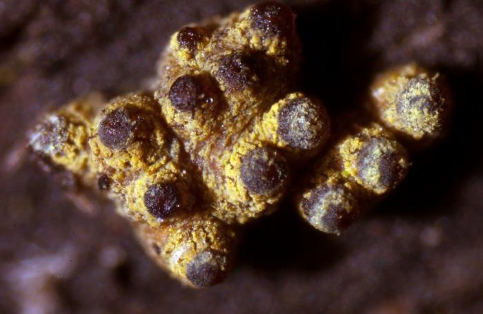 macrostoma