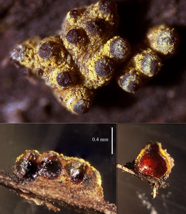macrostoma