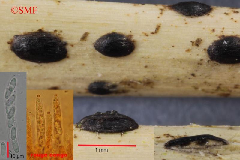 macrostoma