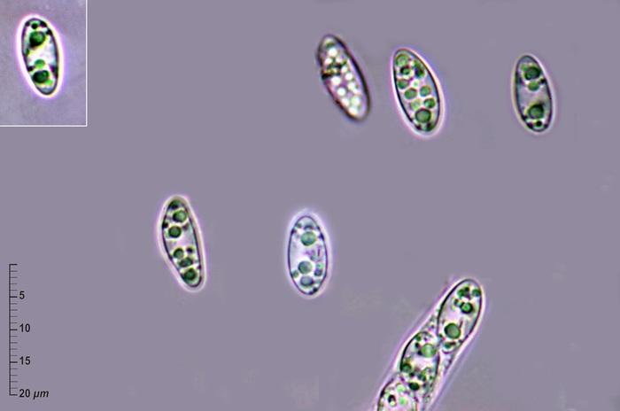 macrostoma