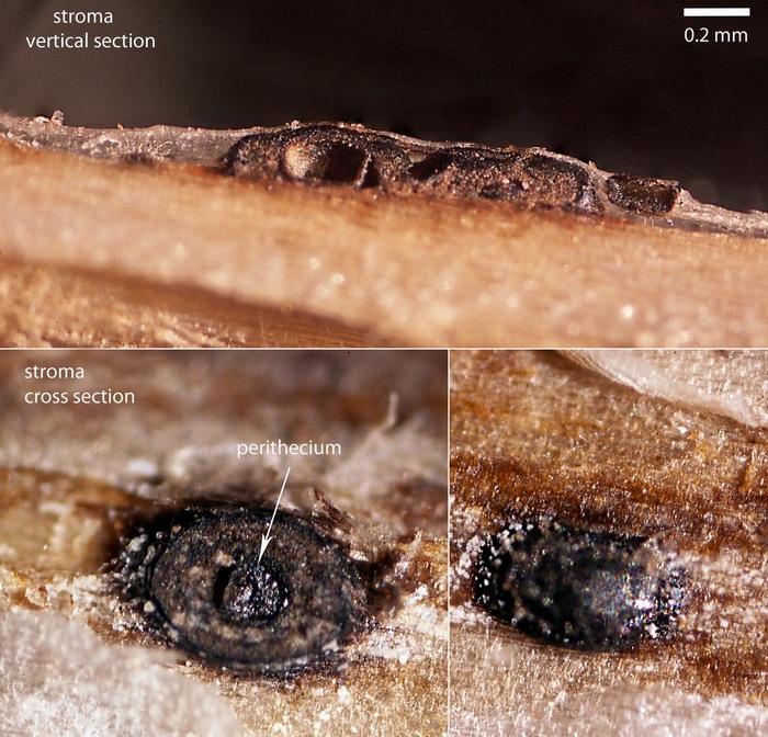 macrostoma