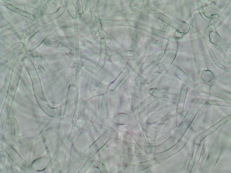 macrostoma