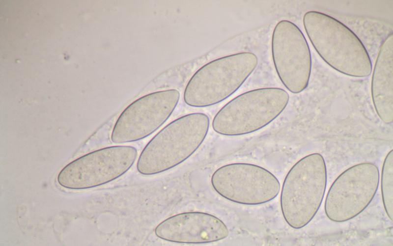 macrostoma