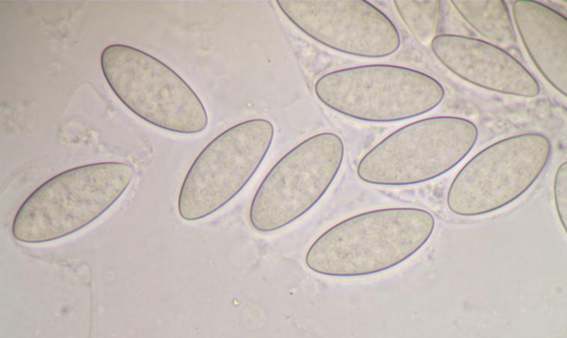macrostoma