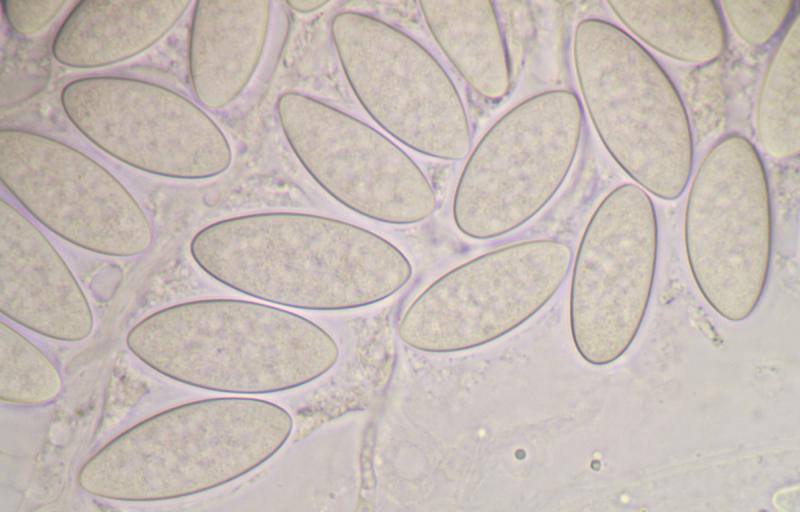 macrostoma